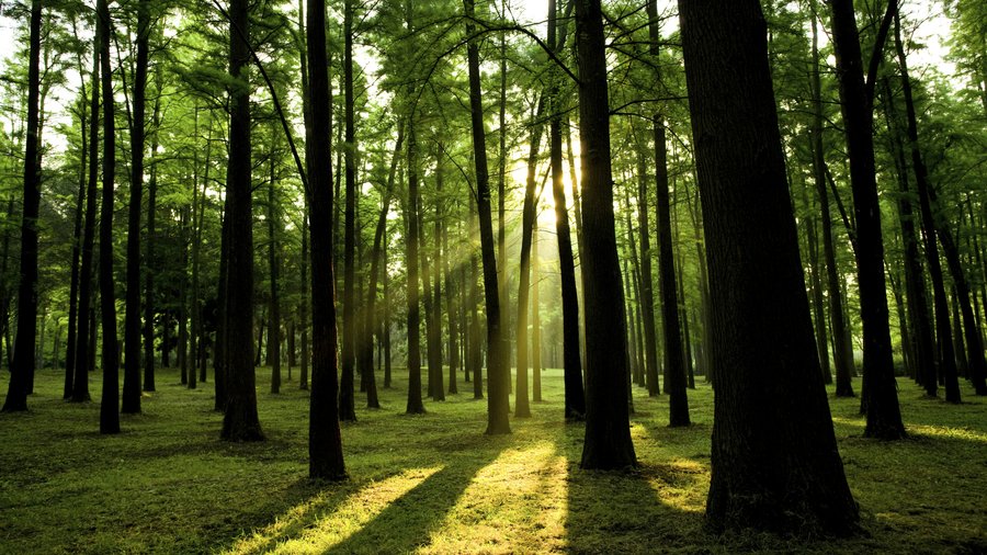 Atlanta company buys 51,700 acres of forest in South Carolina for 101 million Atlanta