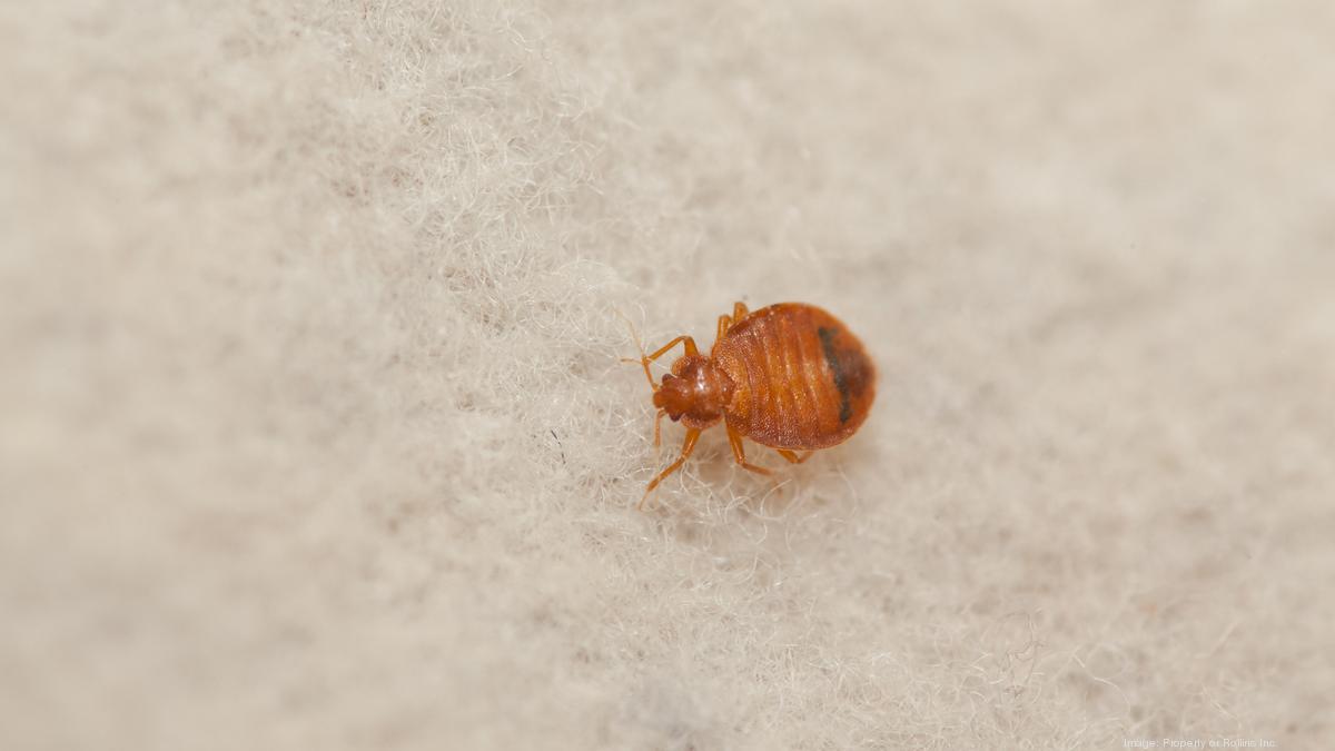 Cincinnati is cleaning up its act when it comes to bed bugs