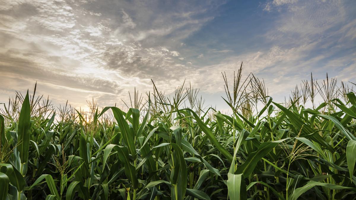 Family creates corn maze to honor Chipper Jones