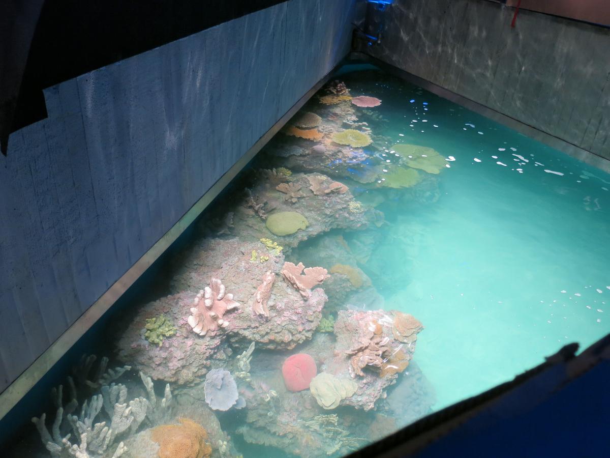 National Aquarium delays grand opening of Blacktip Reef exhibit