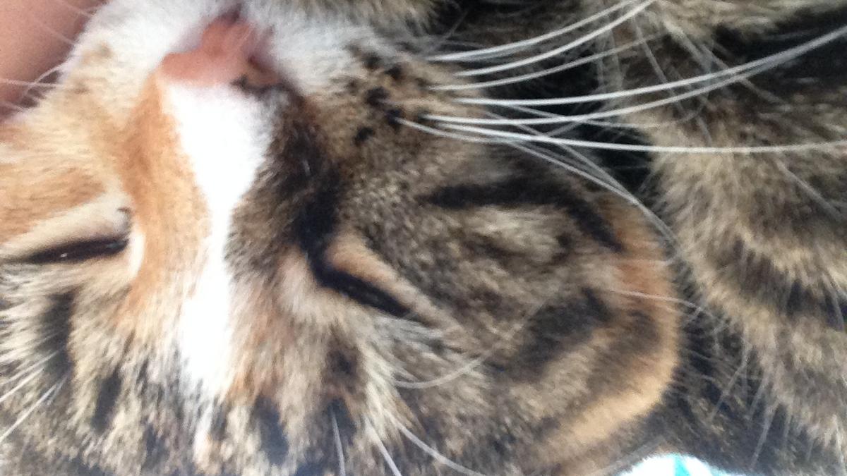 Would-be Jacksonville entrepreneur wants to get your cat drunk - Jacksonville Business Journal