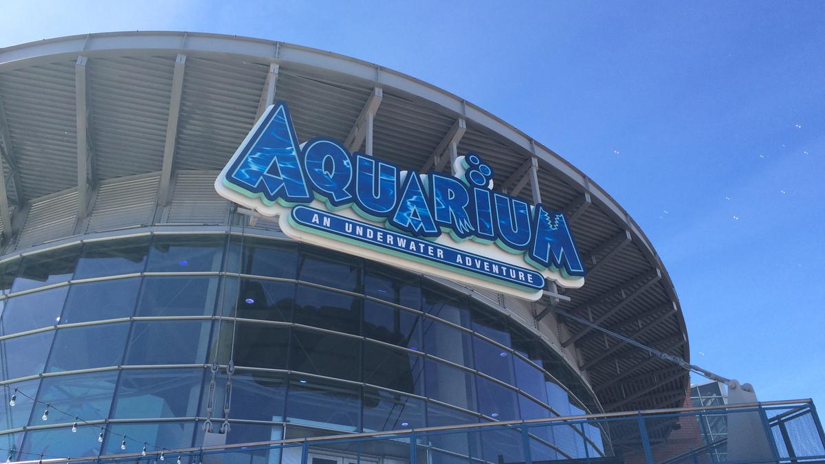 Getting into the swim at Denver's Downtown Aquarium (Slideshow) (Video) -  Denver Business Journal