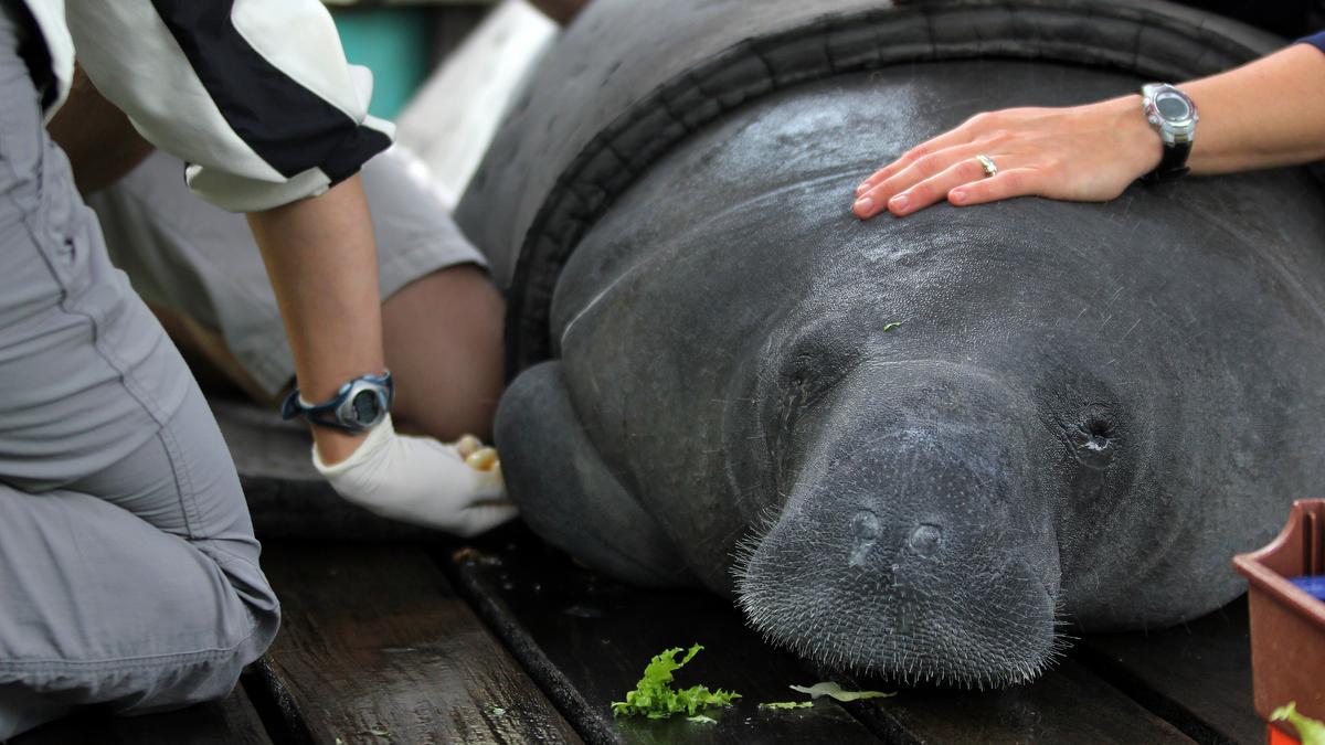 5 things to start the day Studying manatees around Cuba, and the Tampa