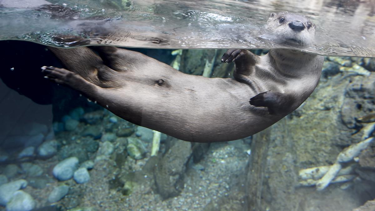 Briefcase Denver Aquarium earns accreditation Denver Business Journal