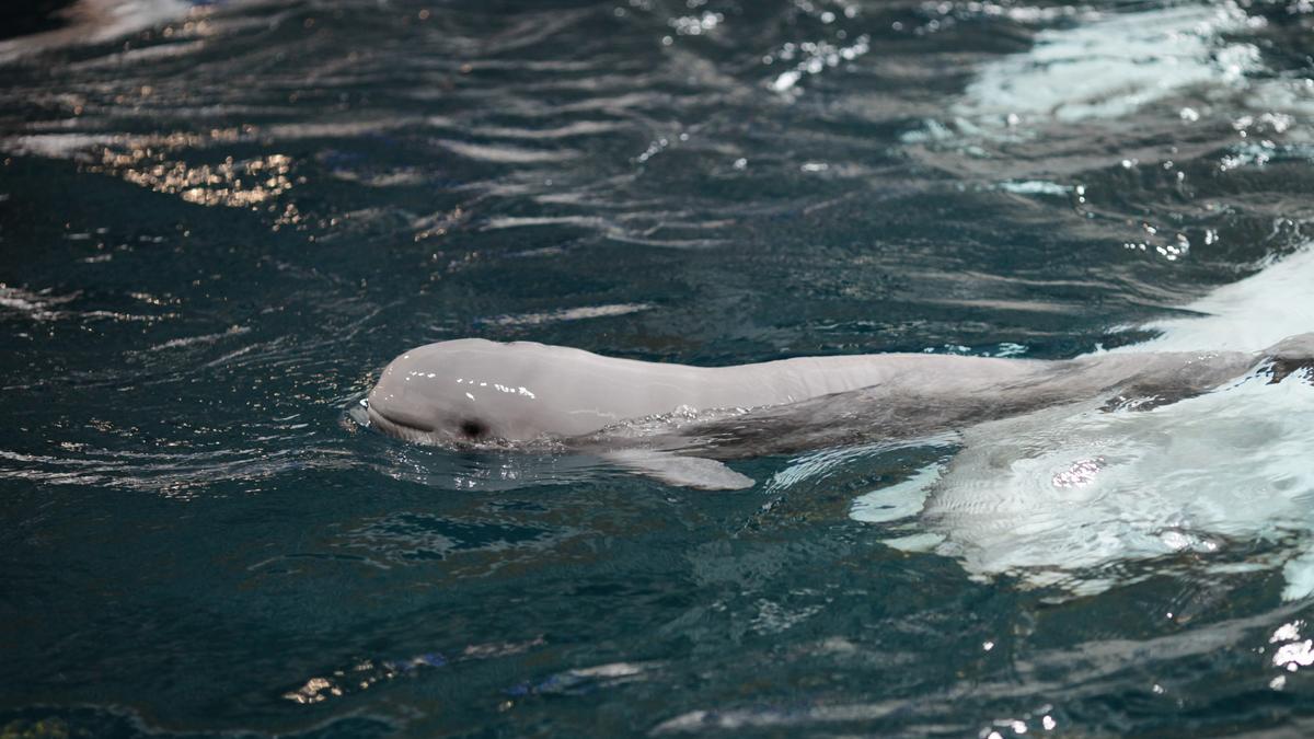 Female Beluga Whale Born At Georgia Aquarium On Mothers Day Atlanta