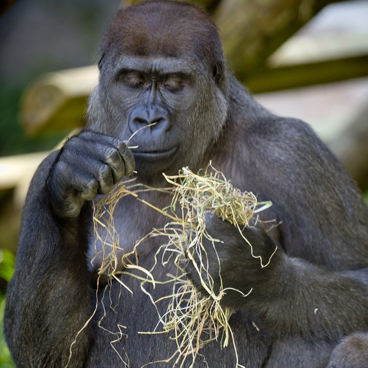 Milwaukee County Zoo debuts Outdoor Gorilla Exhibit, with