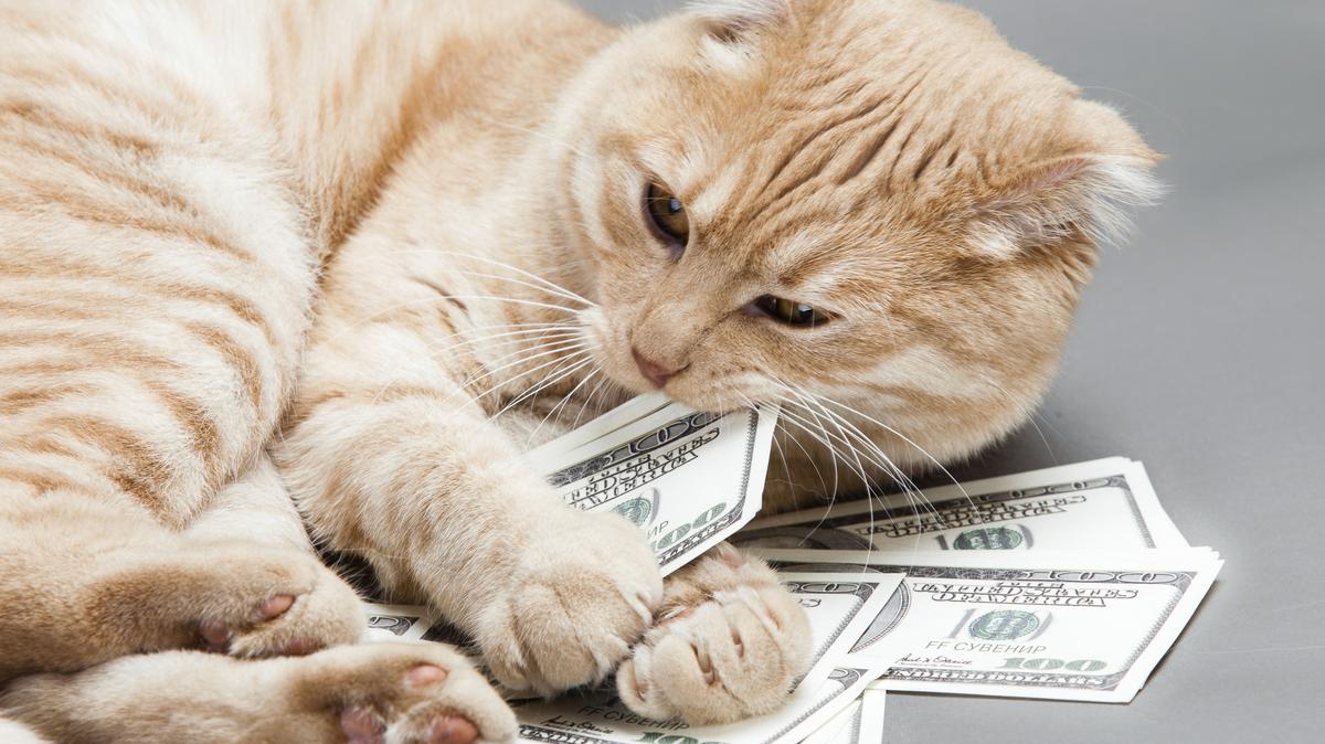 Kawaii Kitty Cafe launches Indiegogo fundraising campaign