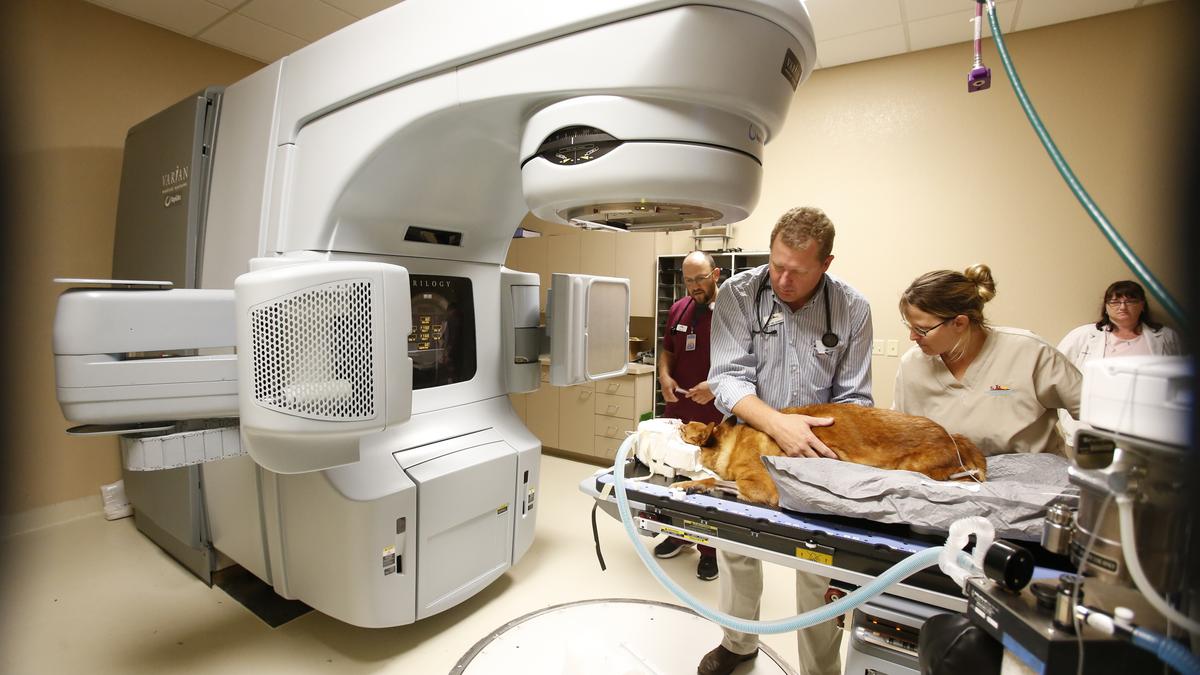 How Much Does Radiation Therapy Cost For A Dog