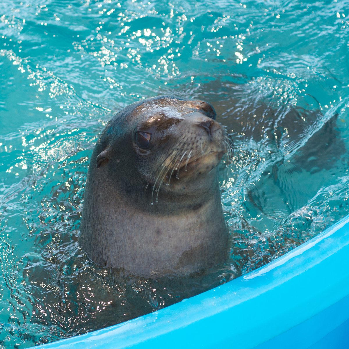 Four newborn sea lions at SeaWorld San Antonio