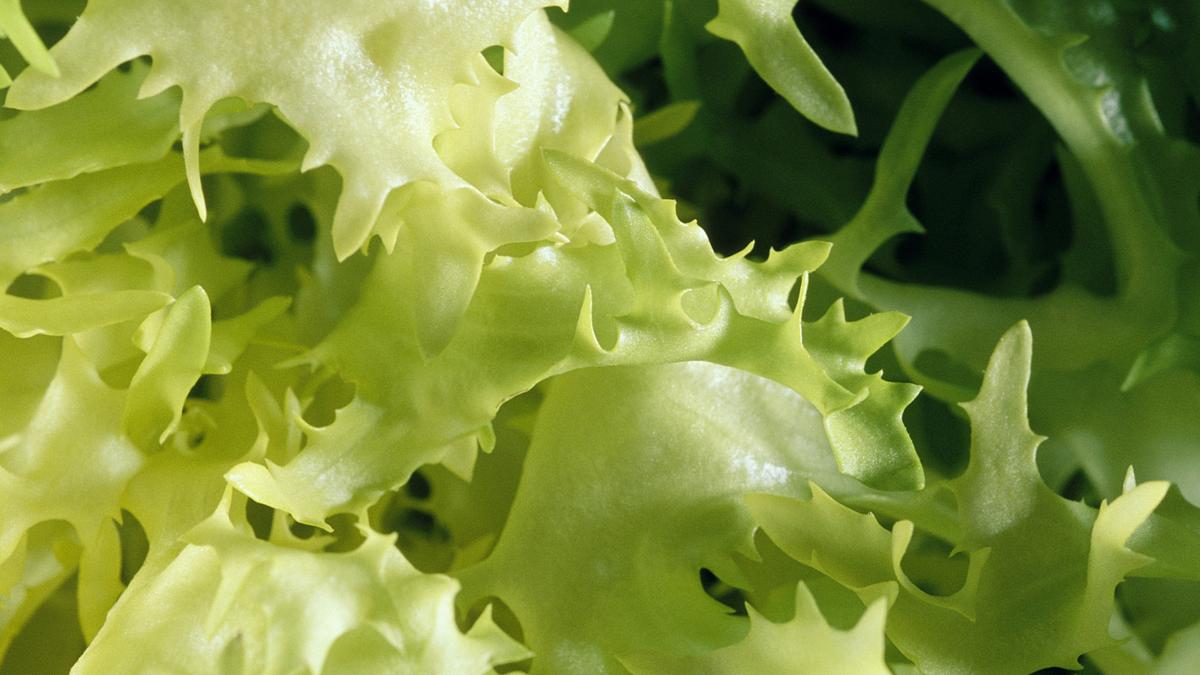 Lettuce Eat signed a lease in Knickerbocker Plaza. Memphis Business