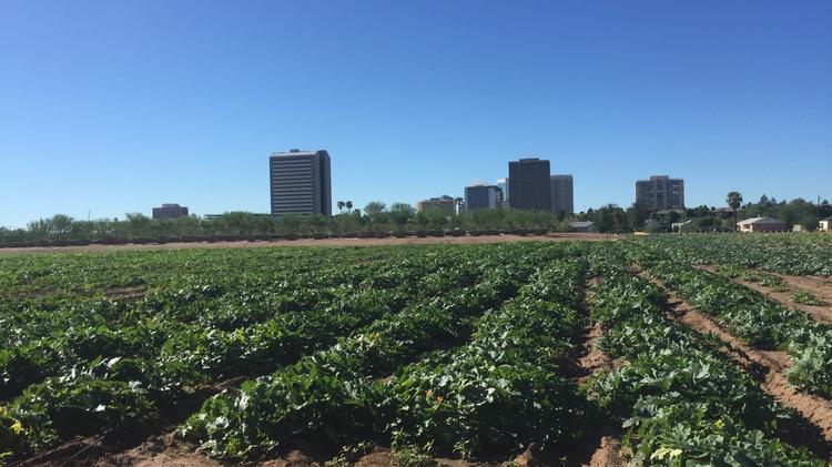 Nurseries Take Up Central Phoenix Infill Lot For Pumpkin Patch Tree A Novel Adaptive Reuse On Central Avenue In Phoenix