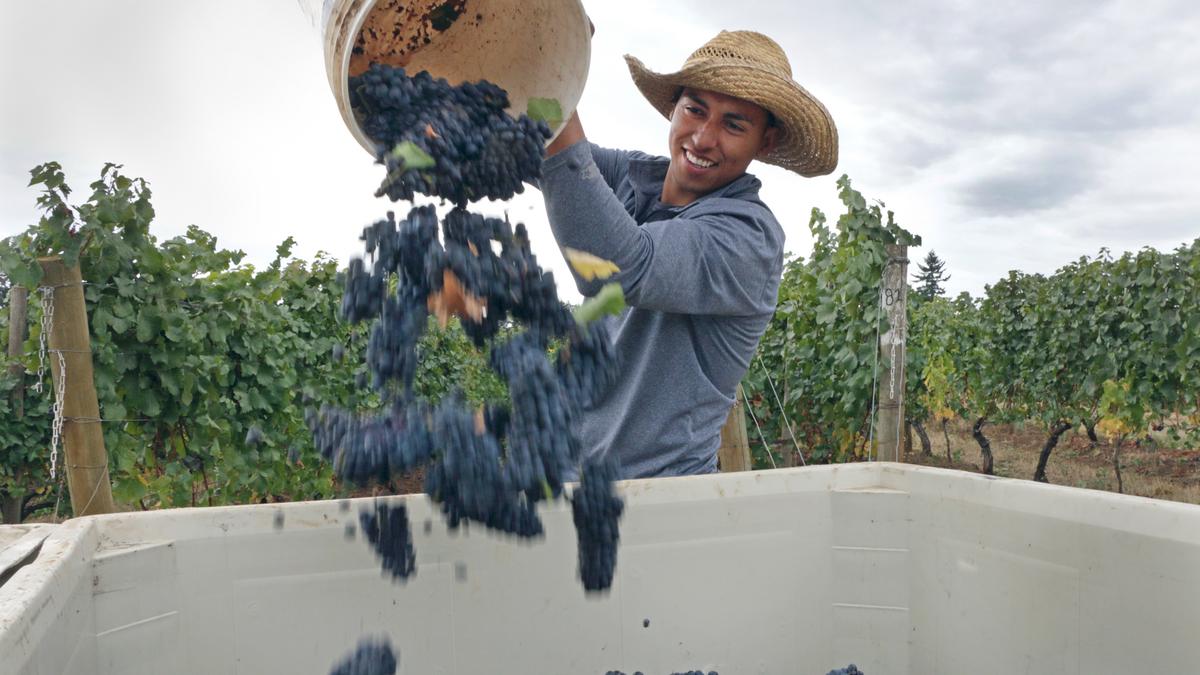 Willamette Valley Vineyards To Break Ground On New Winery In Eola Hills 