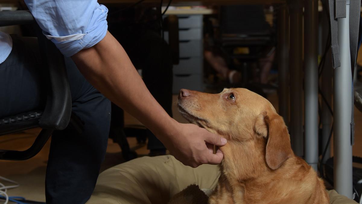 Pet policy human and petfriendly guidelines Atlanta Business Chronicle