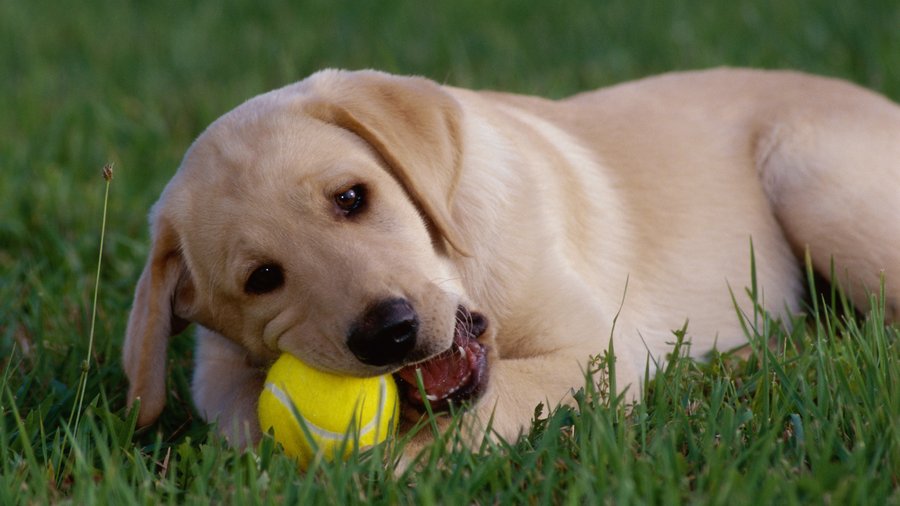 Spot Tether Ball with Rope Dog Toy