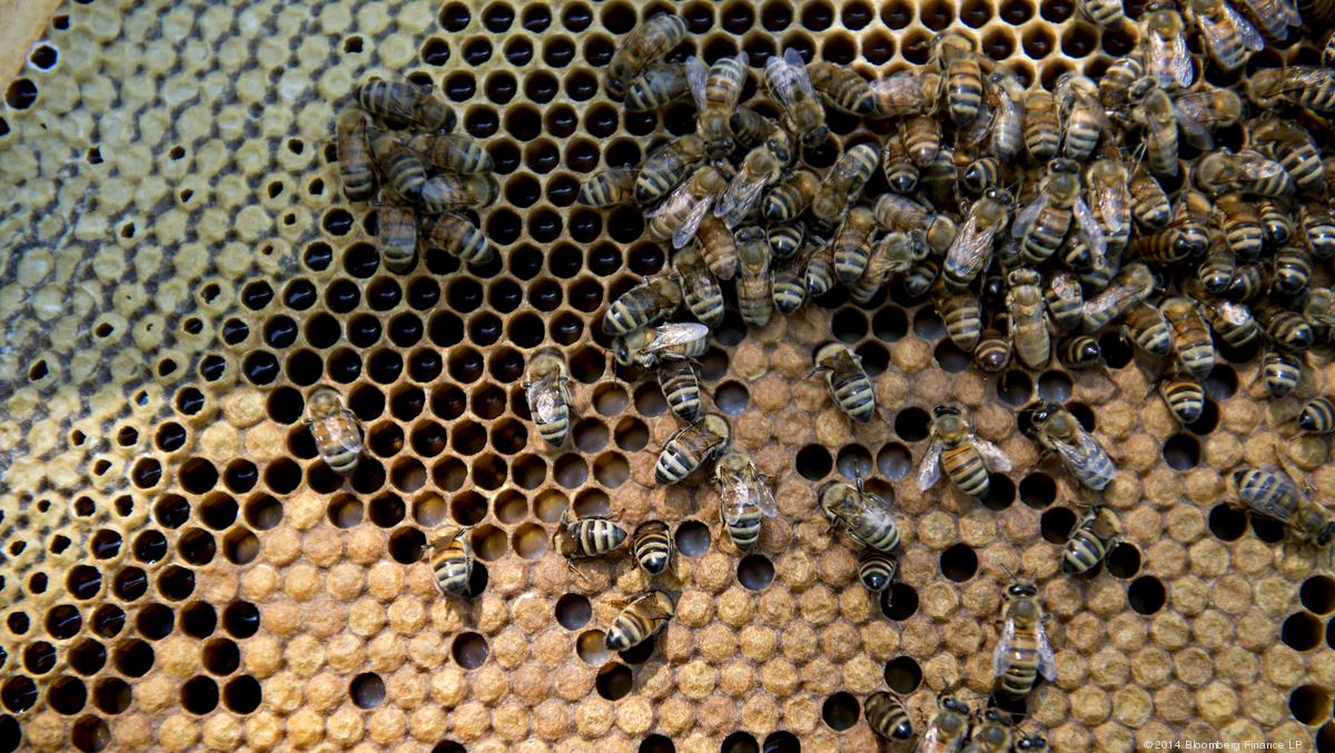 Ace Hardware And True Value Feel The Sting Of Bee loving Protesters