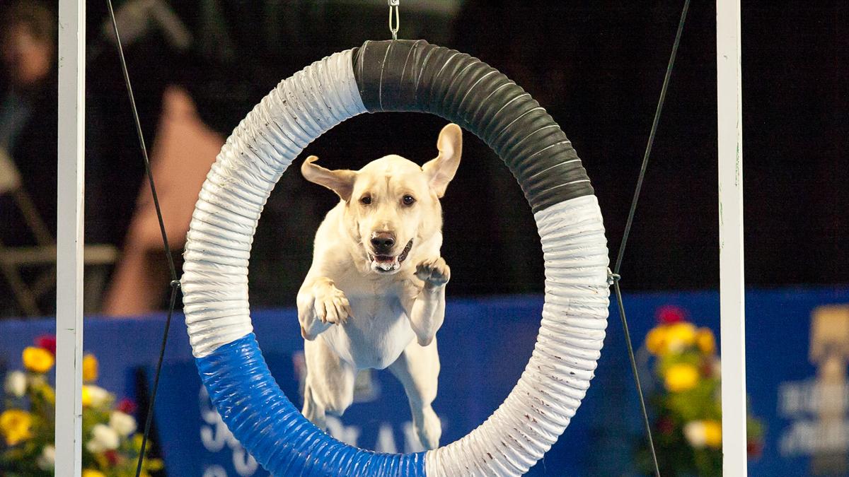 Tech, Eukanuba dog shows part of 46M convention biz this month