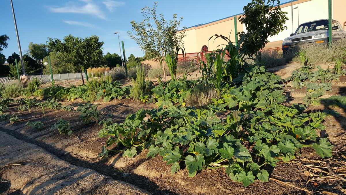 Winrock farm yields 500 pounds of produce Albuquerque Business First