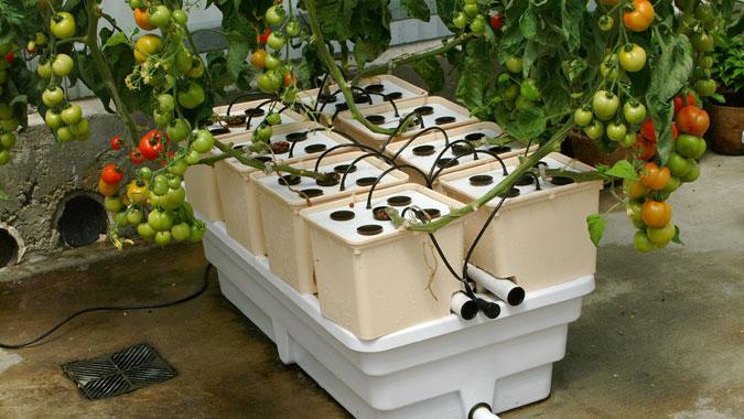 Scotts Miracle Gro Executive Predicts Doubling Of Sales For Hydroponics Business Columbus Business First