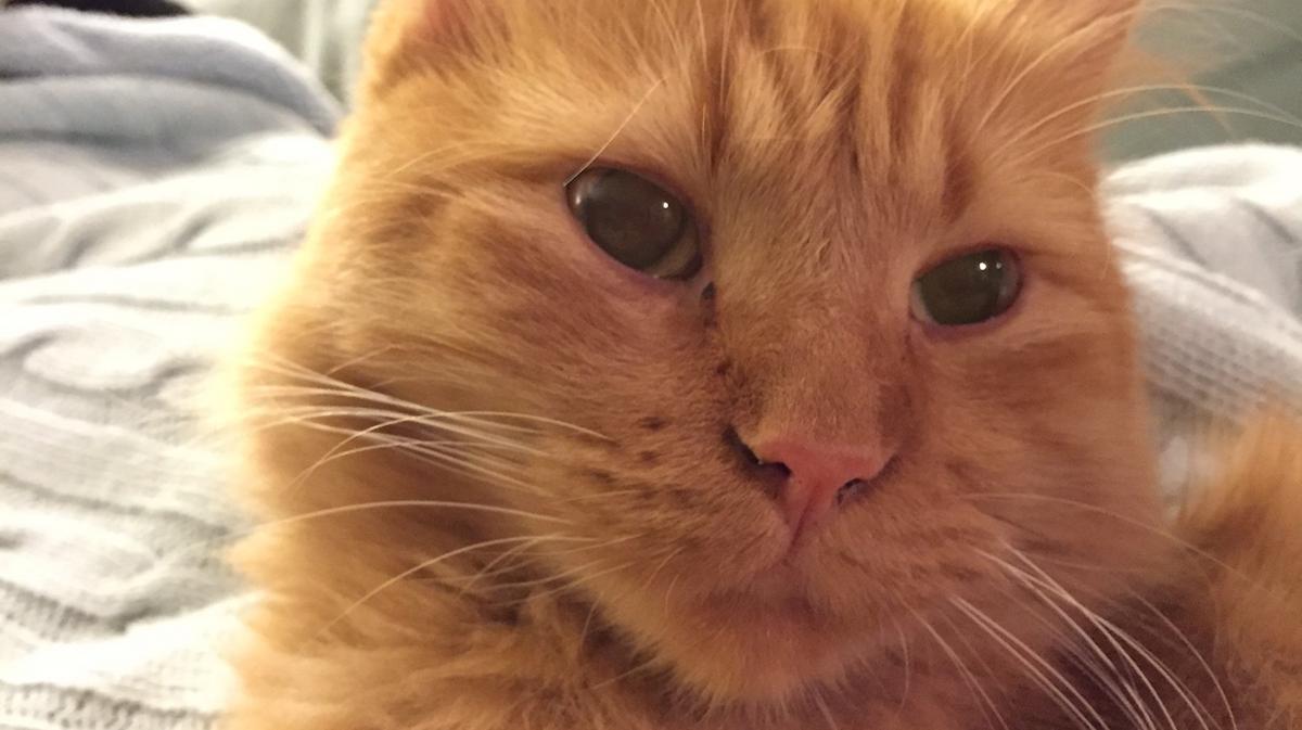 'Cat cafe' plans debut in Kansas City Kansas City Business Journal