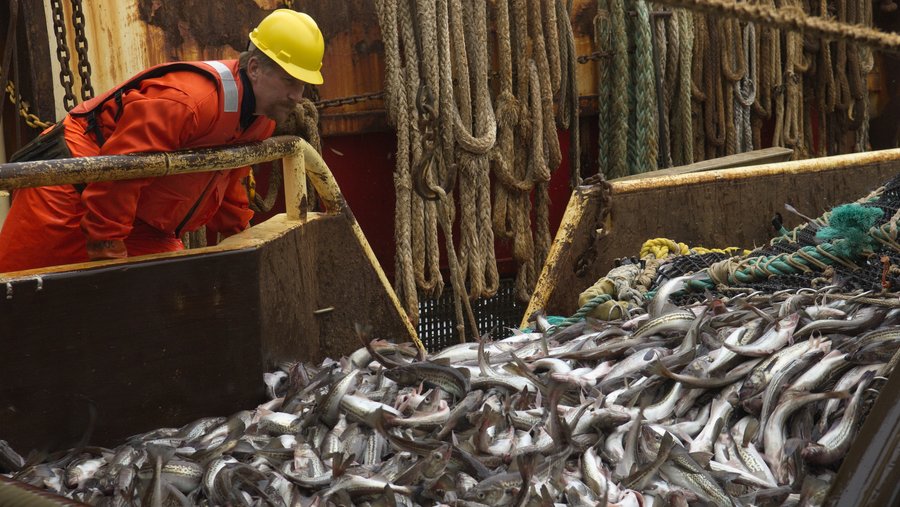 Feds Fish caught in Russia and processed in China can no longer be