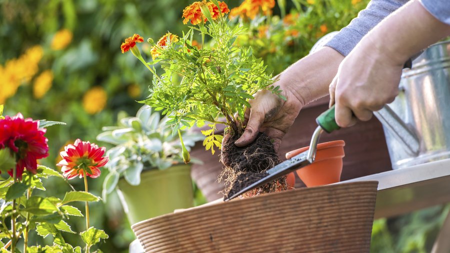 Pike Nurseries hiring for 200 seasonal jobs in Charlotte, Atlanta