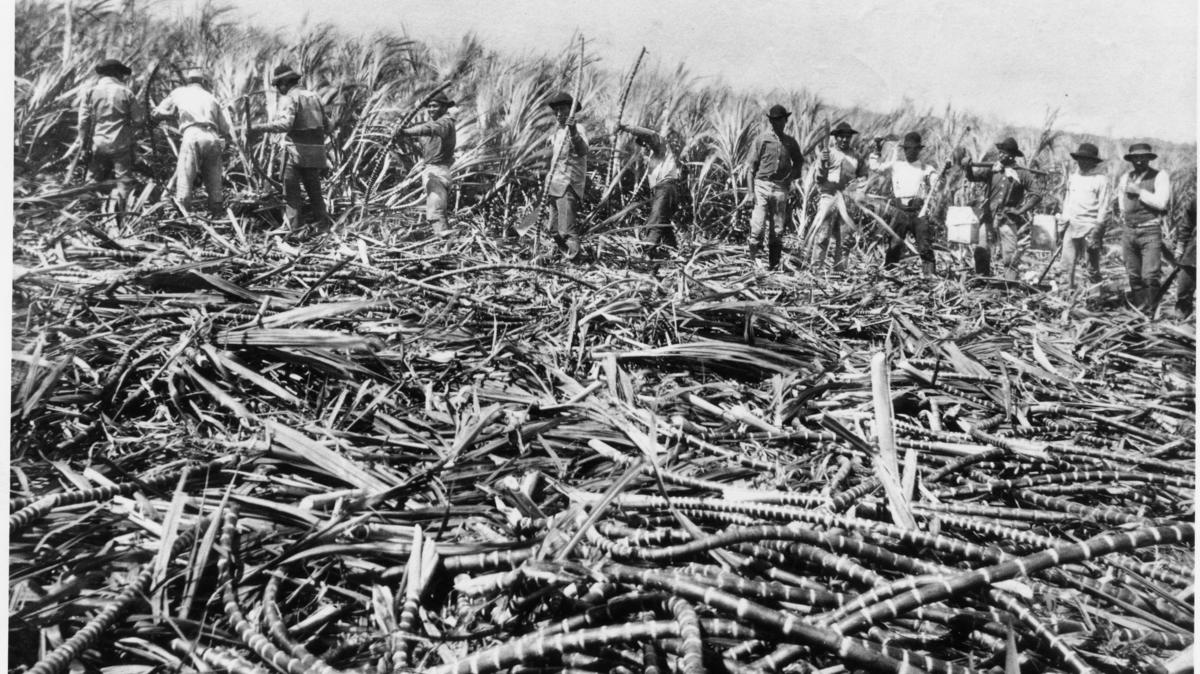 Maui Tomorrow report addresses on Maui’s farming future after sugar