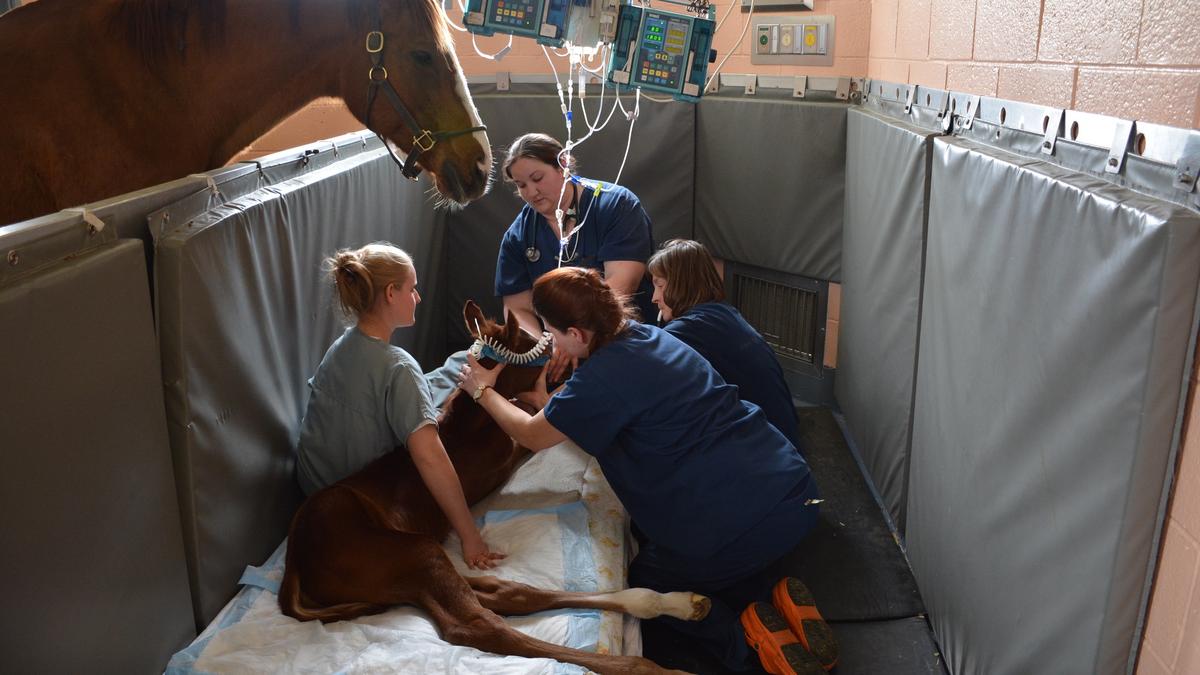 Penn's vet school to be featured in new Animal series