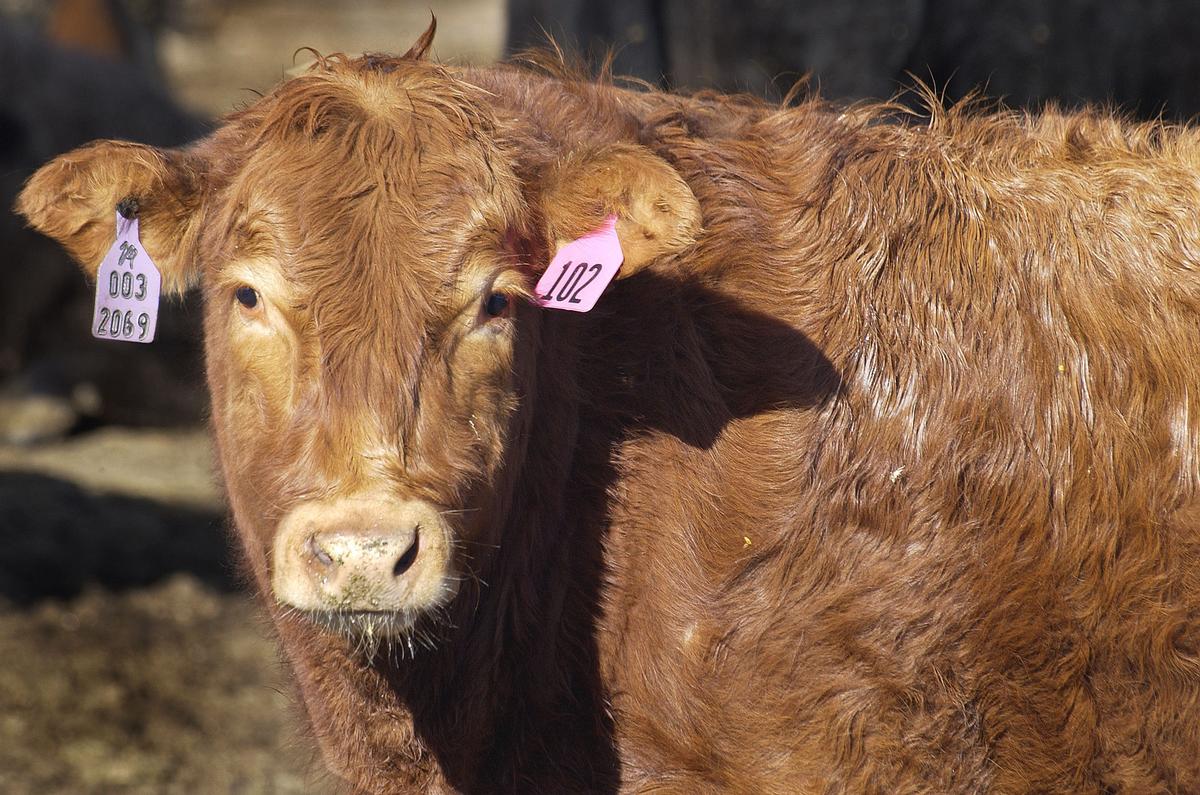 u-s-cattle-population-at-a-record-low-wichita-business-journal