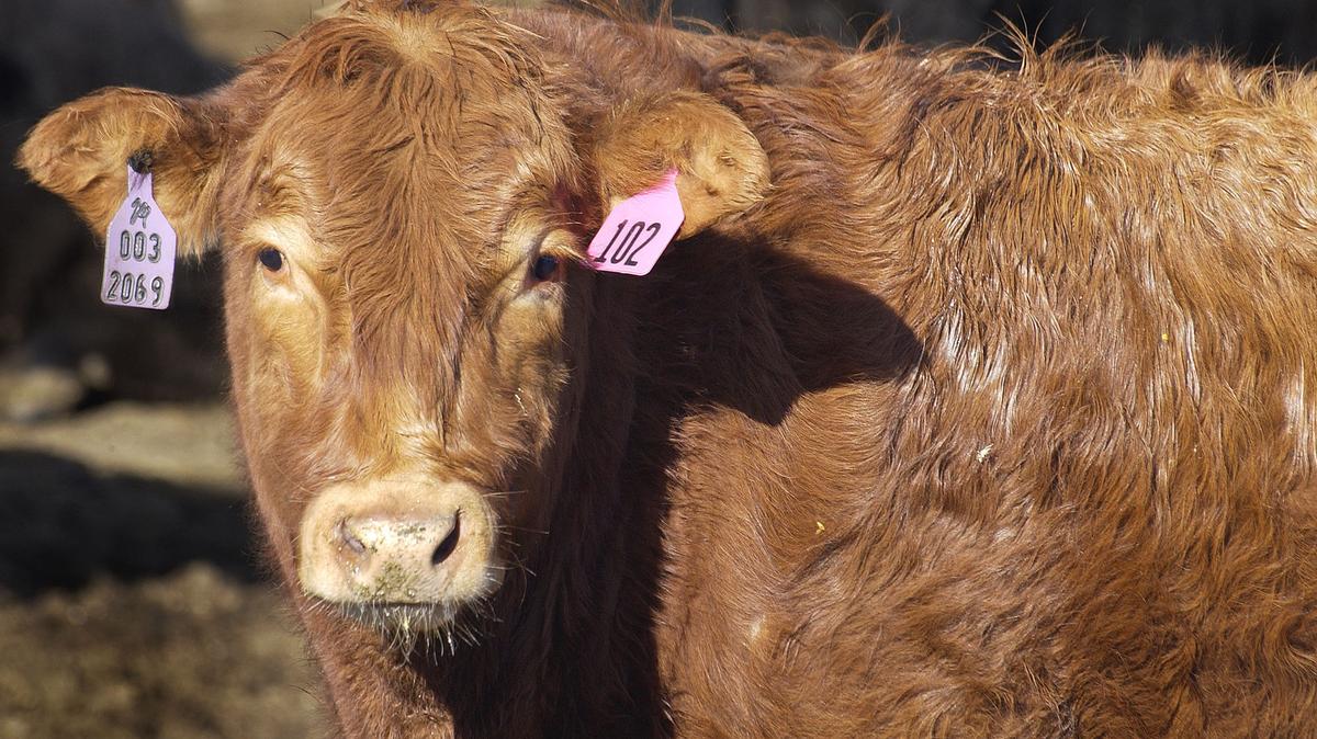 Cargill selling cattle feedlots in another meat retreat Minneapolis