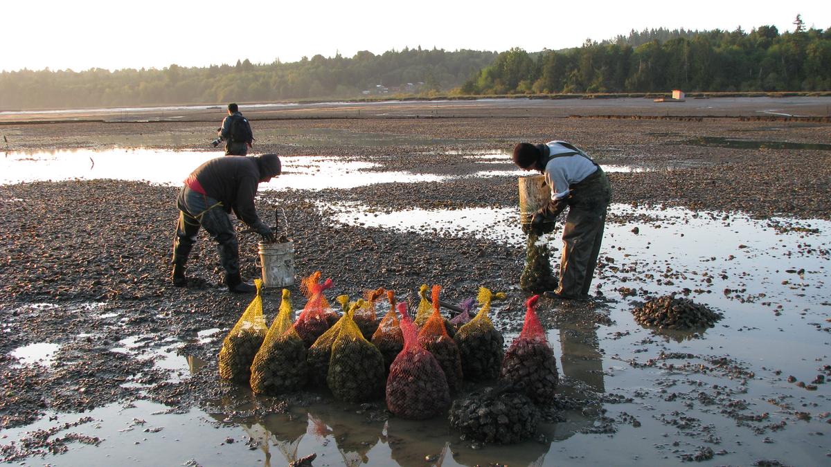 Taylor farmed oysters and clams now politically correct to eat Puget