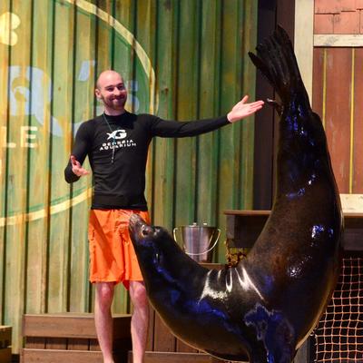 Georgia Aquarium To Launch Sea Lion Exhibit, New Dolphin Show ...