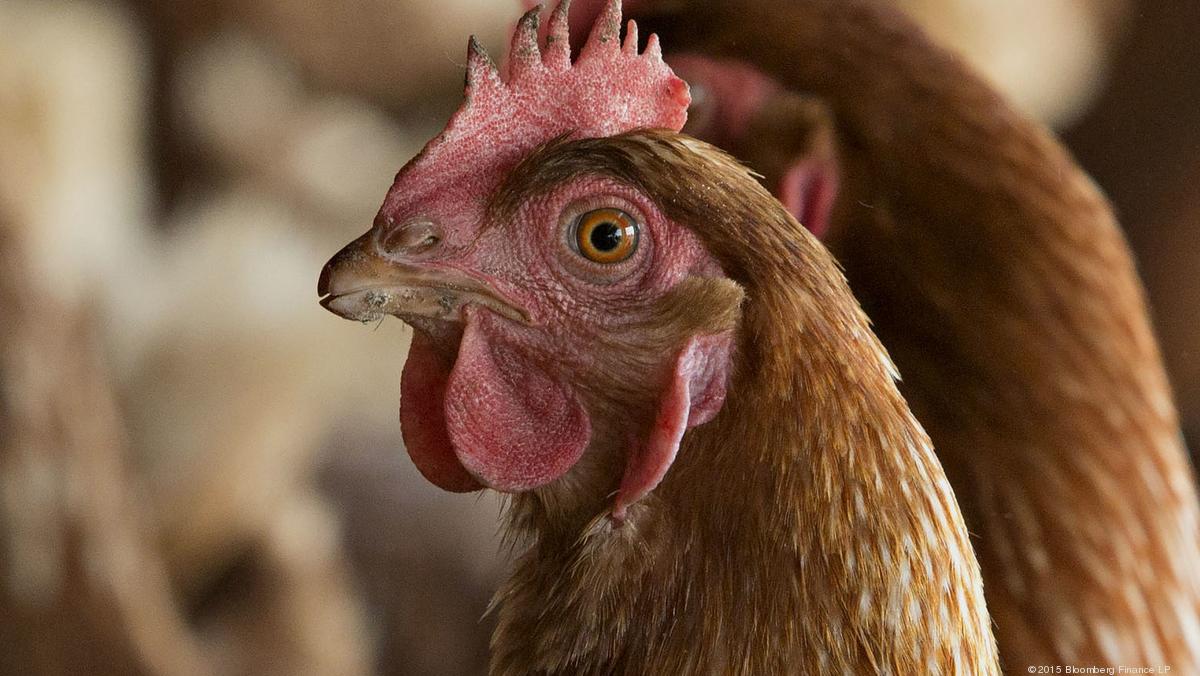 Led Startup Once Inc Says It Can Control Chickens Sex With Light