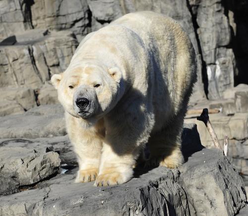 Gus, polar bear and star attraction at Central Park Zoo, dies at 27