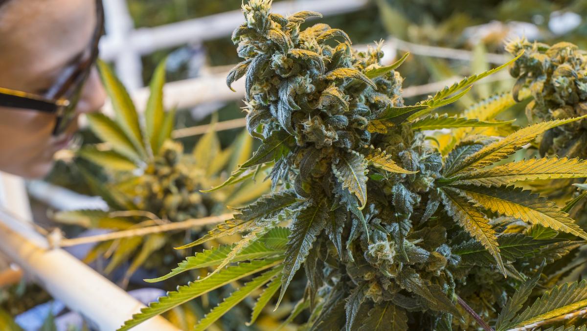 Kansas officials see more potent marijuana coming in from Colorado