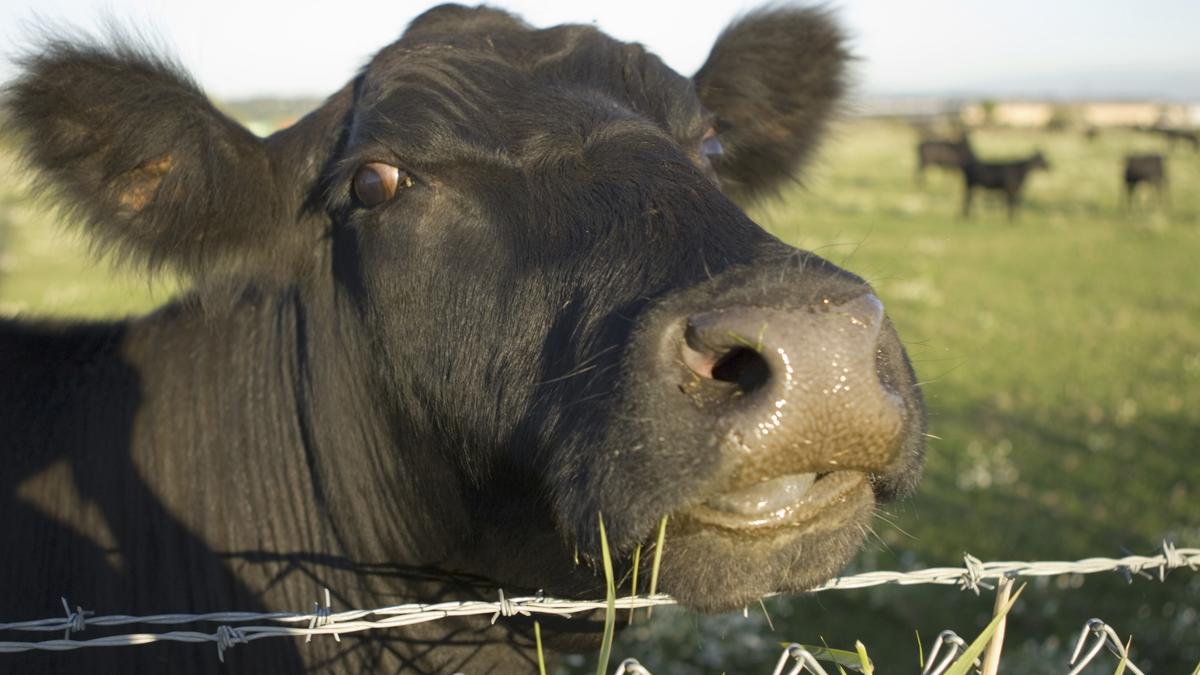 Omega Farms moves Angus cattle operation to Atlanta Business Chronicle