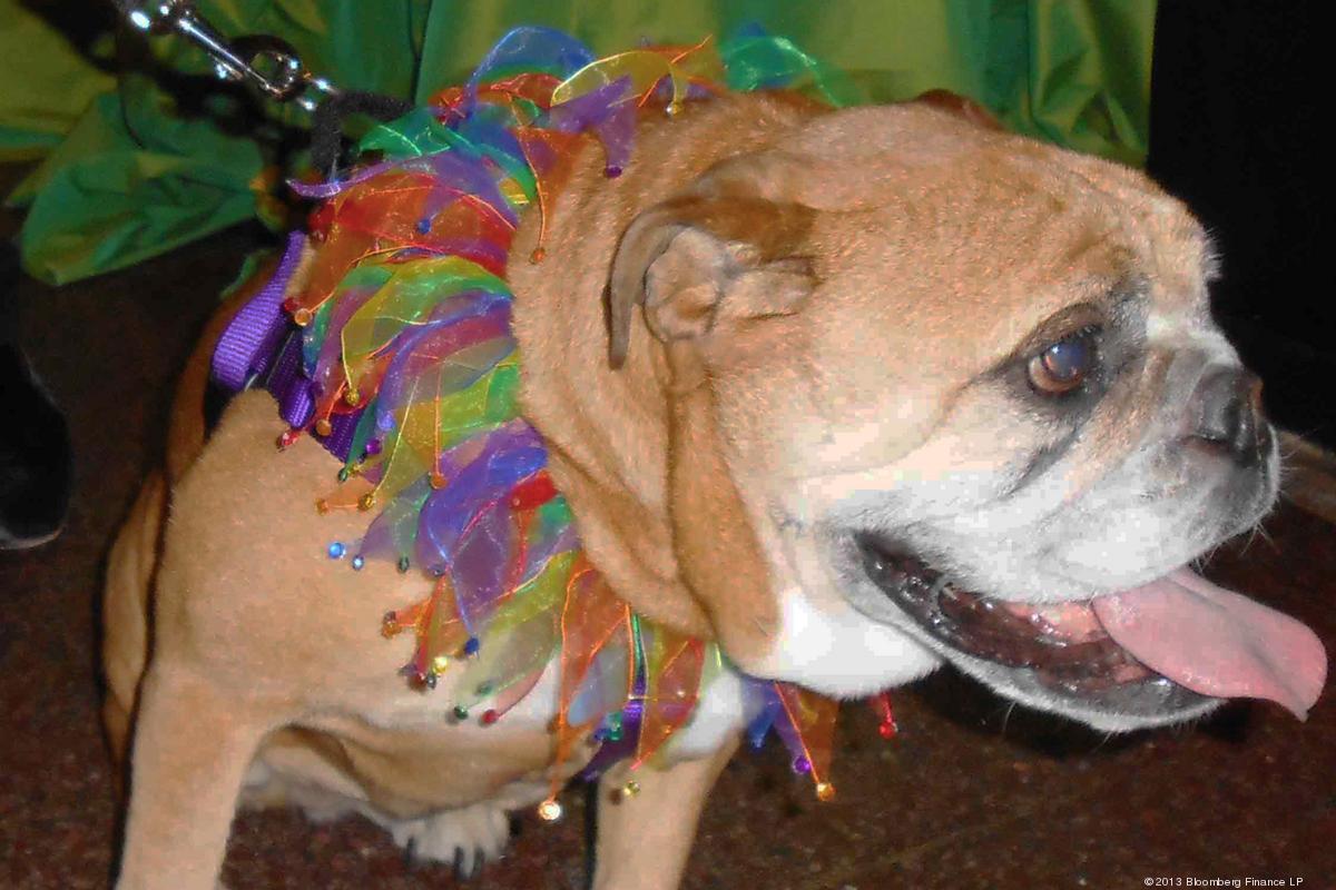 27 Arlington restaurants to allow dogs in outdoor seating areas