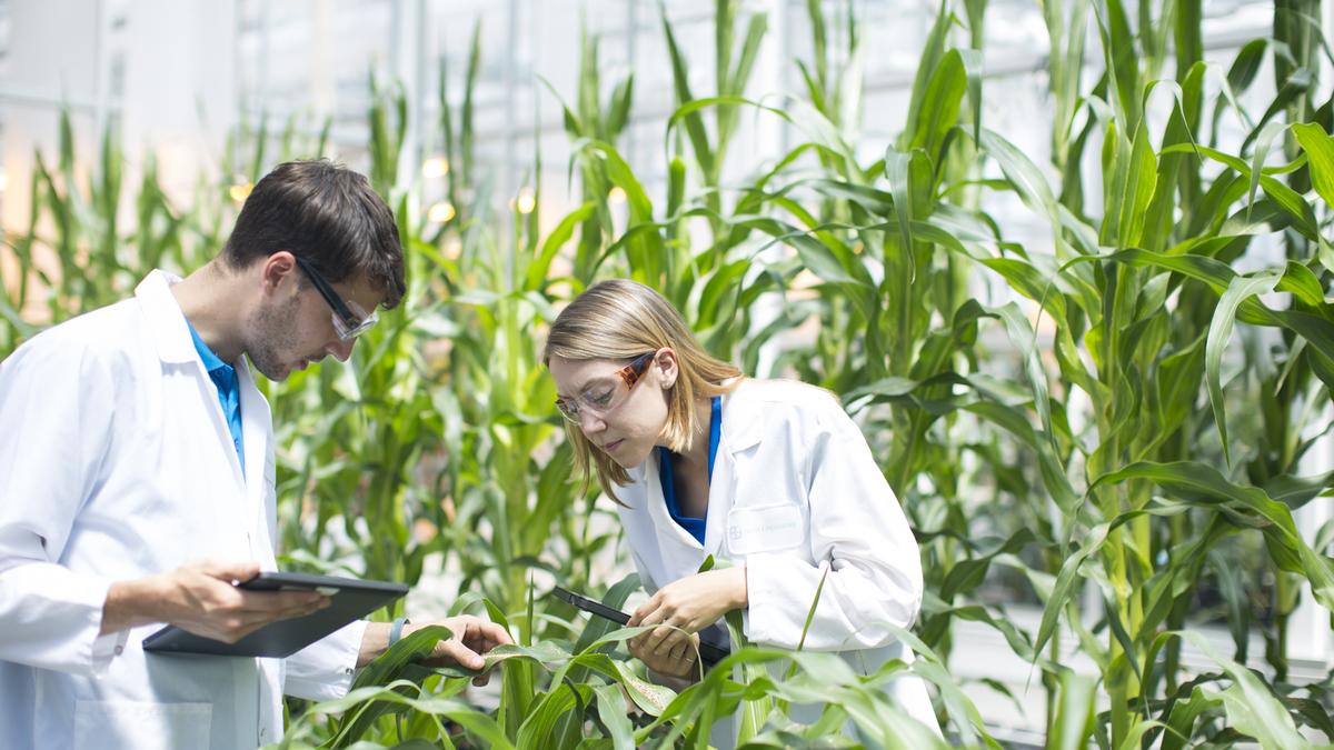 The Applications of Biotechnology In Agriculture and Its Advantages