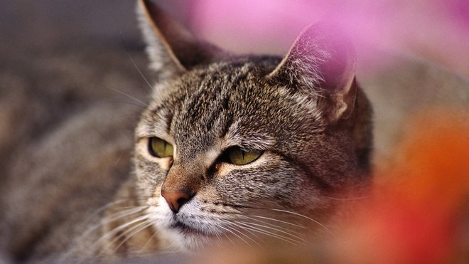 Manhattan Meow  Resting cat face (RCF)