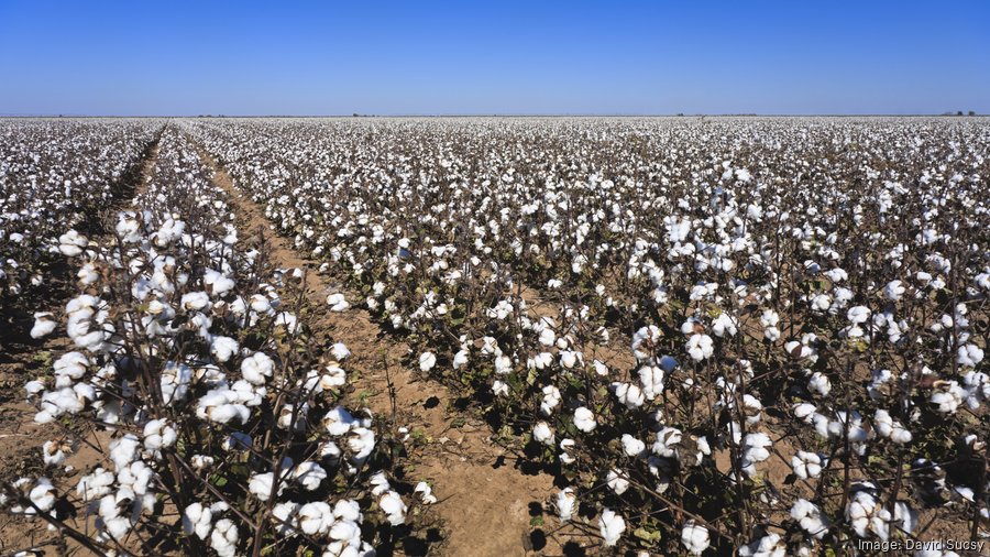 Red Land Cotton expanding with 1.5M investment Birmingham Business