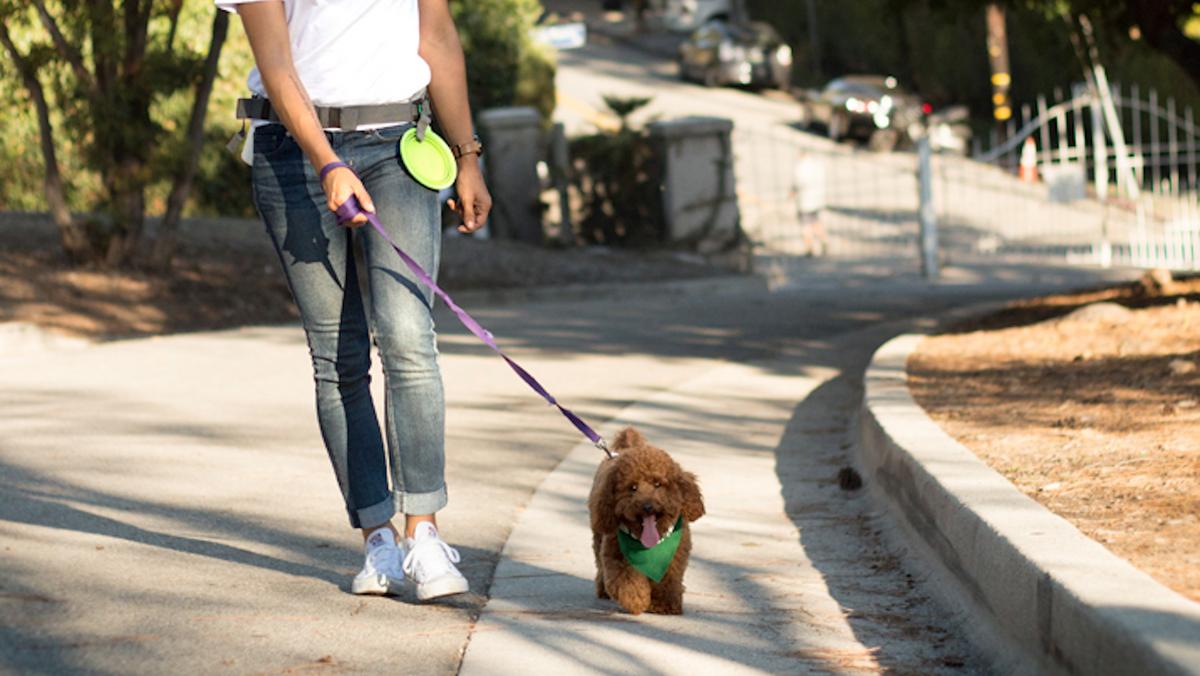 Wag!, the ondemand dogwalking service, is expanding to