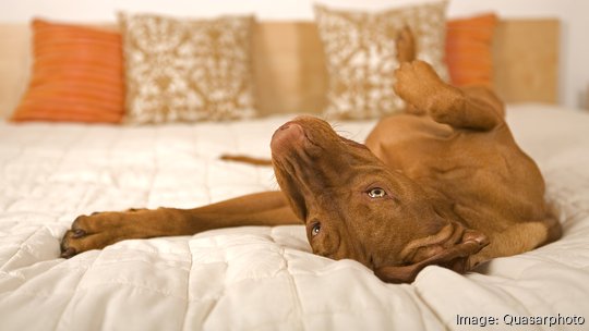 dog on bed