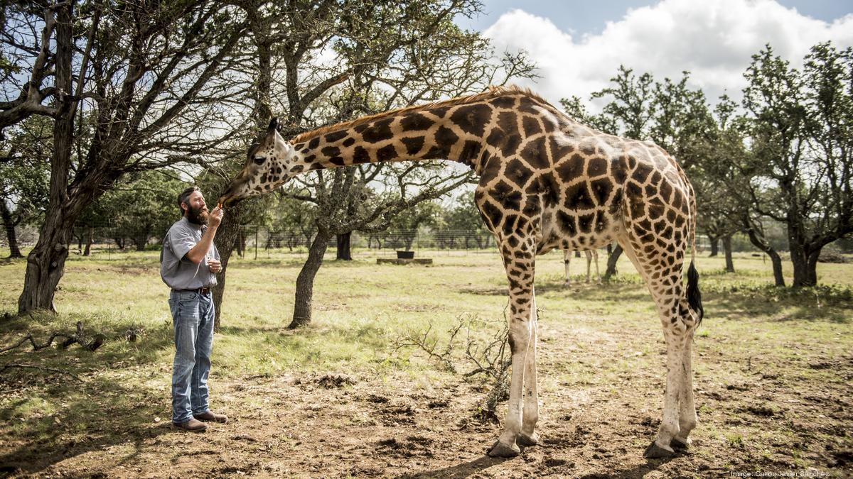 South Texas Exotic Game Breeders Step Up To Save Giraffe As Population Dwindles In Africa San Antonio Business Journal