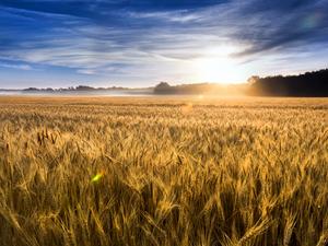 Misty Sunrise Over Golden Wheat Field in Central Kansas