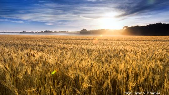 Misty Sunrise Over Golden Wheat Field in Central Kansas