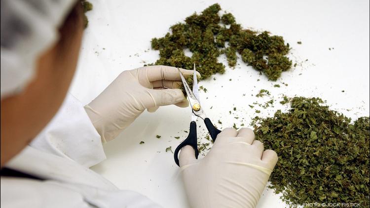 A technician trims harvested marijuana plants at the S.I.M.M. growing facility in Rotterdam.