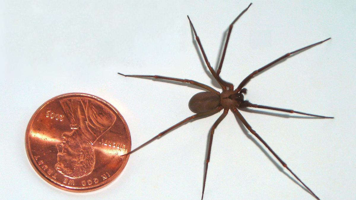 Spider scare delays Delta flight from Minneapolis - Minneapolis / St ...