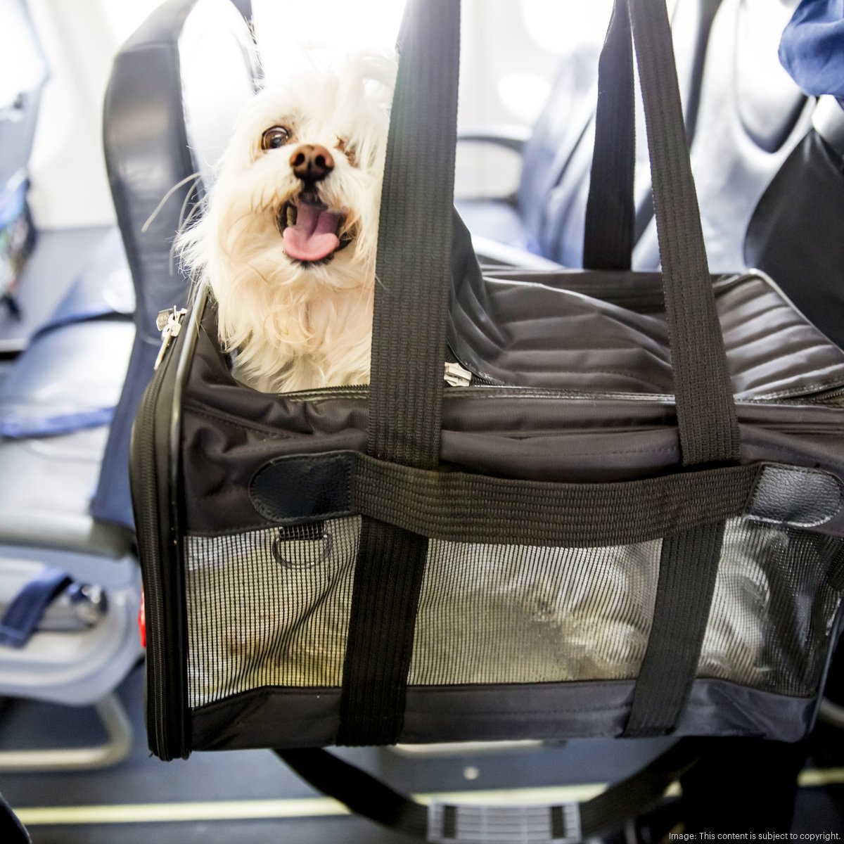 United Airlines introduces new pet policies after dog died on flight Chicago Business Journal