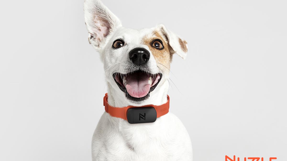 Nuzzle wants to make sure you never lose your pet - New York Business ...