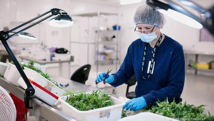 An employee manually trims medical marijuana plants at the Tweed Inc. facility in Smith Falls, Ontario, Canada.