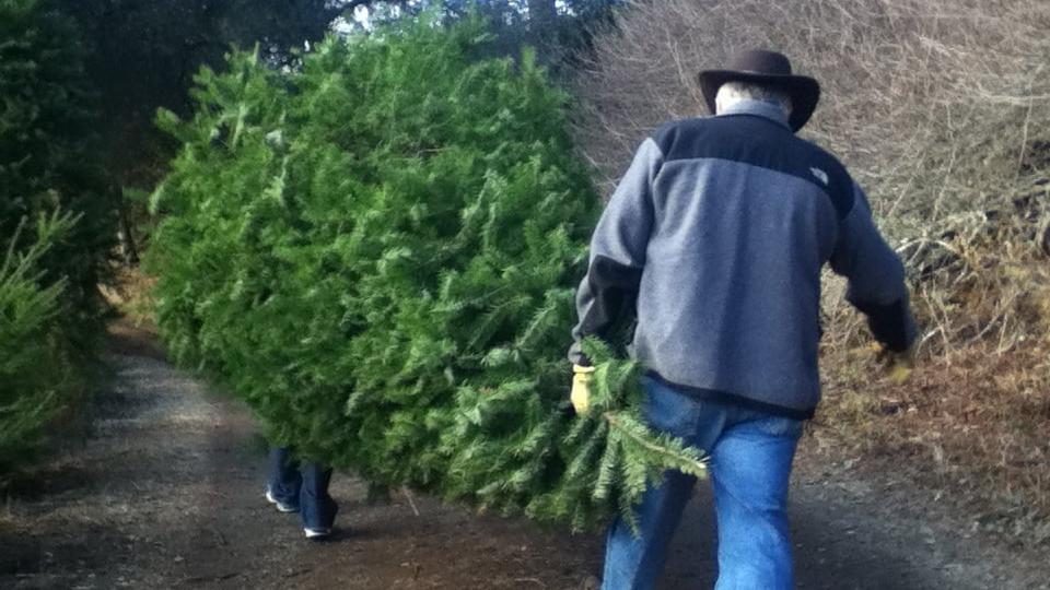 national christmas tree association explains this year s national christmas tree association explains this year s